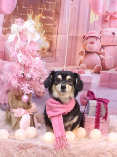 20241226チョコくん